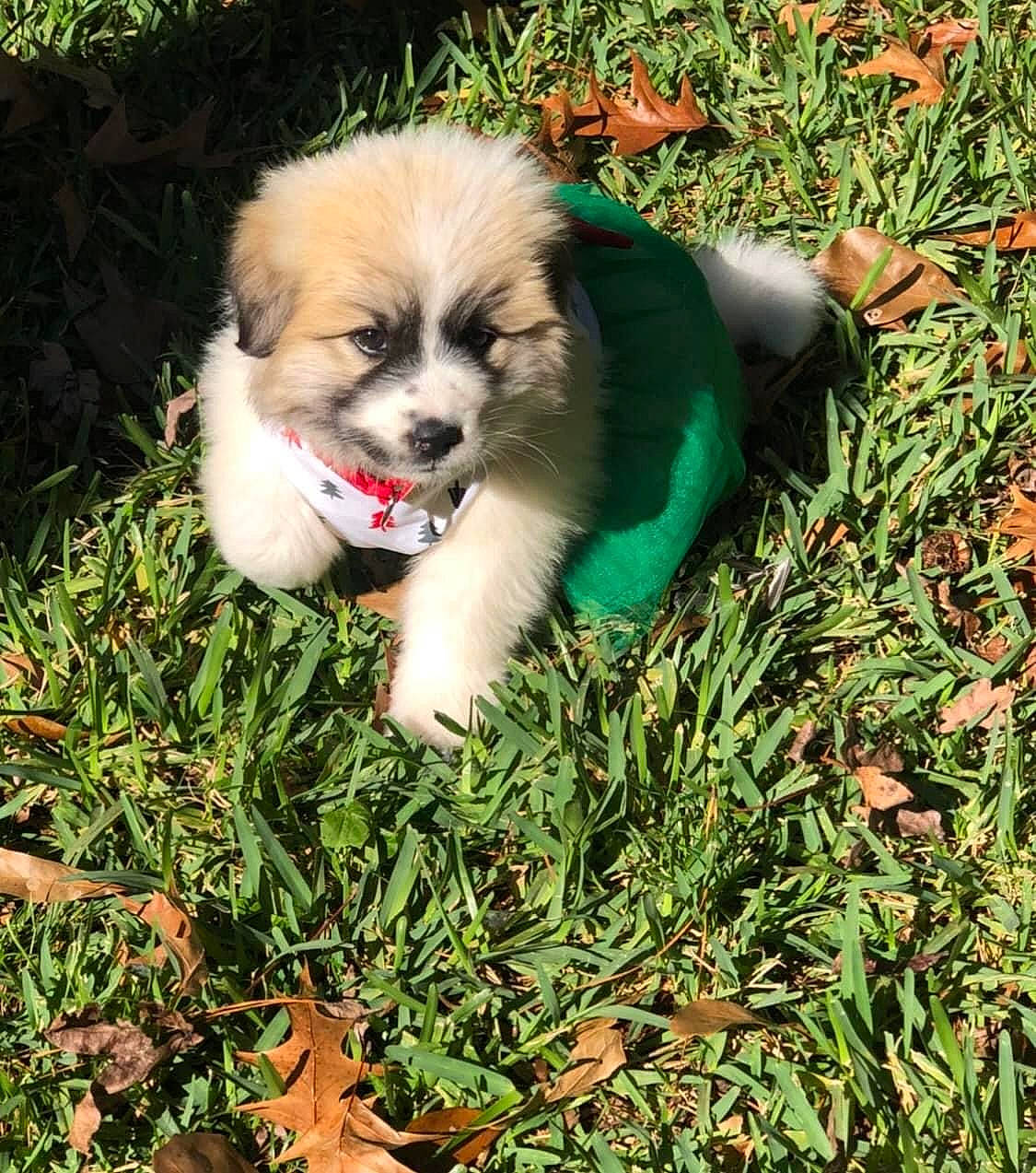 Remi joined the competition — help win amazing prizes! ancient_dog_breeds, canidae, carnivore, companion_dog, dog, dog_breed, dog_supply, fawn, fur, grass, groundcover, japanese_chin, lawn, pekingese, plant, snout, sporting_group, terrestrial_animal, toy_dog, whiskers