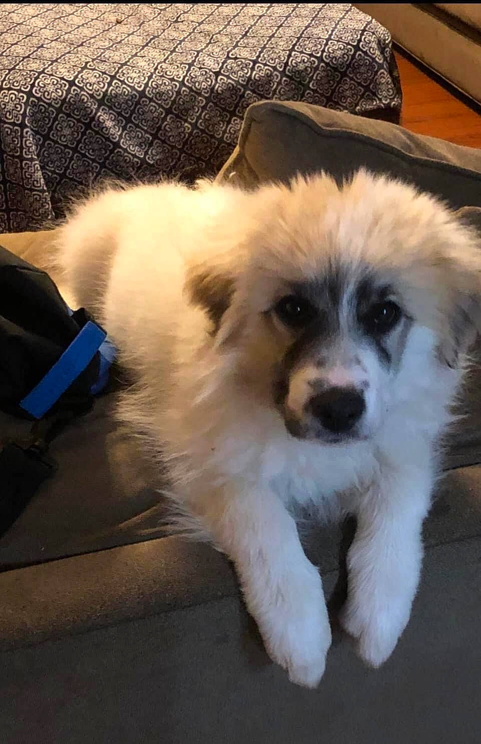 Remi joined the competition — help win amazing prizes! canidae, carnivore, chair, companion_dog, dog, dog_breed, flooring, fur, mal_shi, non_sporting_group, puppy_love, shih_poo, small_terrier, snout, sporting_group, terrestrial_animal, terrier, toy_dog, whiskers, working_animal