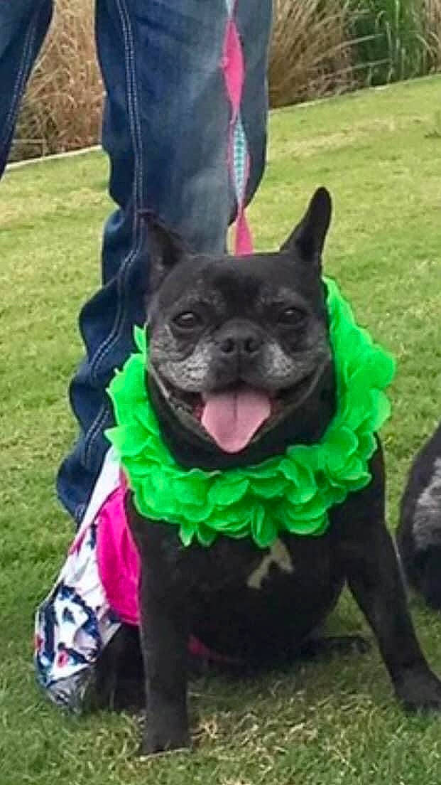 Jazzy Girl is registered to the contest to win money with this photo: carnivore, collar, companion_dog, dog, dog_breed, dog_clothes, dog_collar, dog_supply, fawn, grass, green, hat, leash, outerwear, plant, snout, sporting_group, tail, toy_dog, working_animal