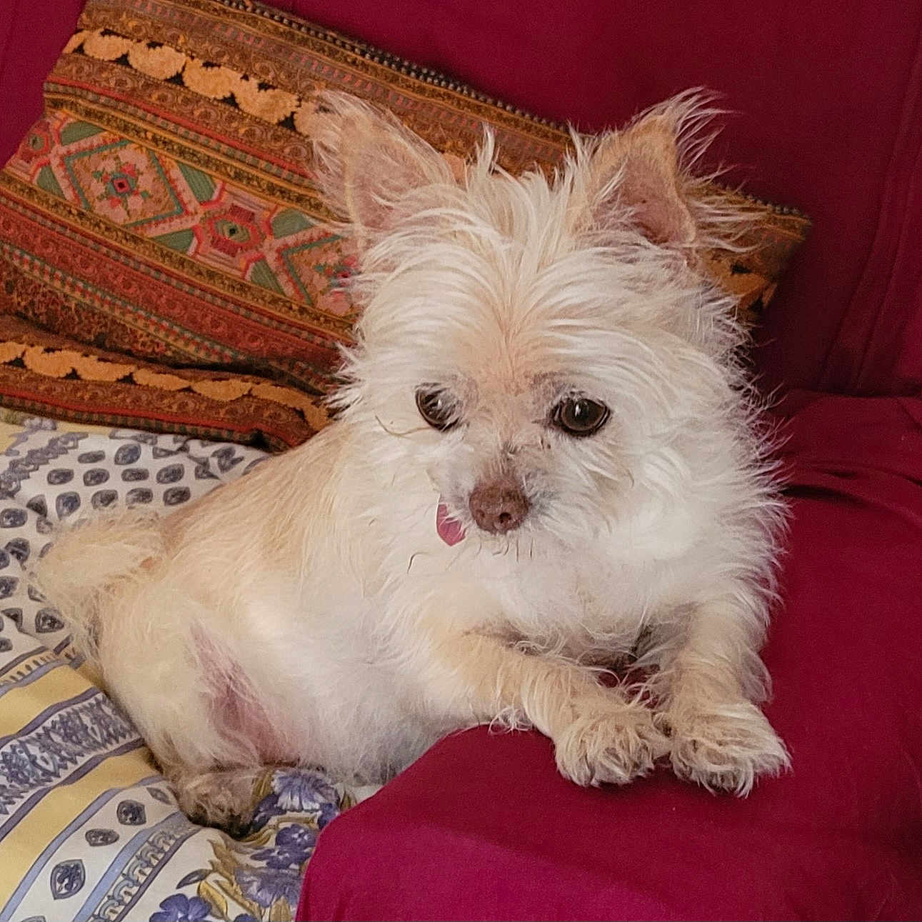 Poupie a rejoint le concours — aidez-le/la à gagner de superbes lots ! animal, bed, blanket, closeup, comfort, cozy, curious, cute, dog, ears, fluffy, fur, indoor, pet, pillow, relaxed, resting, scruffy, small_dog, tongue