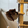 Vivi is registered to the contest to win money with this photo: cat, tortoiseshell_cat, cat_tree, hammock, scratching_post, indoor, pet, feline, relaxed, tongue_out, furniture, cozy, animal, playful, home, cute, resting, soft_lighting, wall, toy