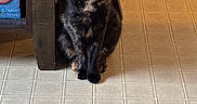 Vivi is registered to the contest to win money with this photo: animal, box, cat, close_up, cozy, domestic_cat, feline, floor, green_eyes, hot_cocoa, household, indoor, looking_at_camera, pet, shelf, sitting, table_leg, tile_floor, tortoiseshell_cat, wooden_furniture