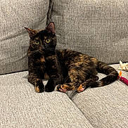 Vivi is registered to the contest to win money with this photo: cat, tortoiseshell, pet, couch, indoor, feline, relaxed, green_eyes, fur, animal, toy, cozy, texture, home, looking, paws, whiskers, cute, resting, comfortable