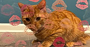 Hero joined the competition — help win amazing prizes! animal, blue_wall, cat, close_up, curious, cute, domestic_cat, ears, feline, floor, glass_pane, indoor, lipstick_kiss, muzzle, orange_tabby, paw, pet, playful, reflection, whiskers