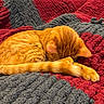 Hero is registered to the contest to win money with this photo: cat, orange_cat, sleeping, curled_up, blanket, red_blanket, gray_blanket, cozy, indoor, pet, fur, napping, resting, feline, warm_colors, soft_texture, comfort, close_up, relaxation, domestic_animal
