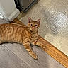 cat, ginger_tabby, pet, indoor, floor, tile_floor, wood_floor, curious, lying_down, whiskers, ears, paws, fur, animal, cute, mammal, domestic_cat, looking_at_camera, resting, playful