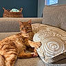 Hero is registered to the contest to win money with this photo: cat, orange_tabby, couch, pillow, indoor, basket, window, tree, relaxed, pet, feline, cozy, fur, paw, pattern, home, living_room, resting, animal, comfort