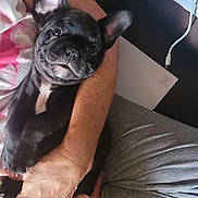 Baby is registered to the contest to win money with this photo: dog, french_bulldog, puppy, pet, animal, black_dog, wrinkles, ears, face, eyes, nose, white_chest, being_held, cuddling, person, arms, indoor, home, notebooks, charger