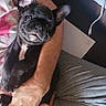 dog, french_bulldog, puppy, pet, animal, black_dog, wrinkles, ears, face, eyes, nose, white_chest, being_held, cuddling, person, arms, indoor, home, notebooks, charger