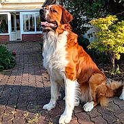 Thor a rejoint le concours — aidez-le/la à gagner de superbes lots ! backyard, brick_pathway, canine, daylight, dog, domestic_animal, fur, greenery, happy, house, mammal, nature, outdoor, pet, plant, portrait, sitting, sunlight, tongue_out, tree