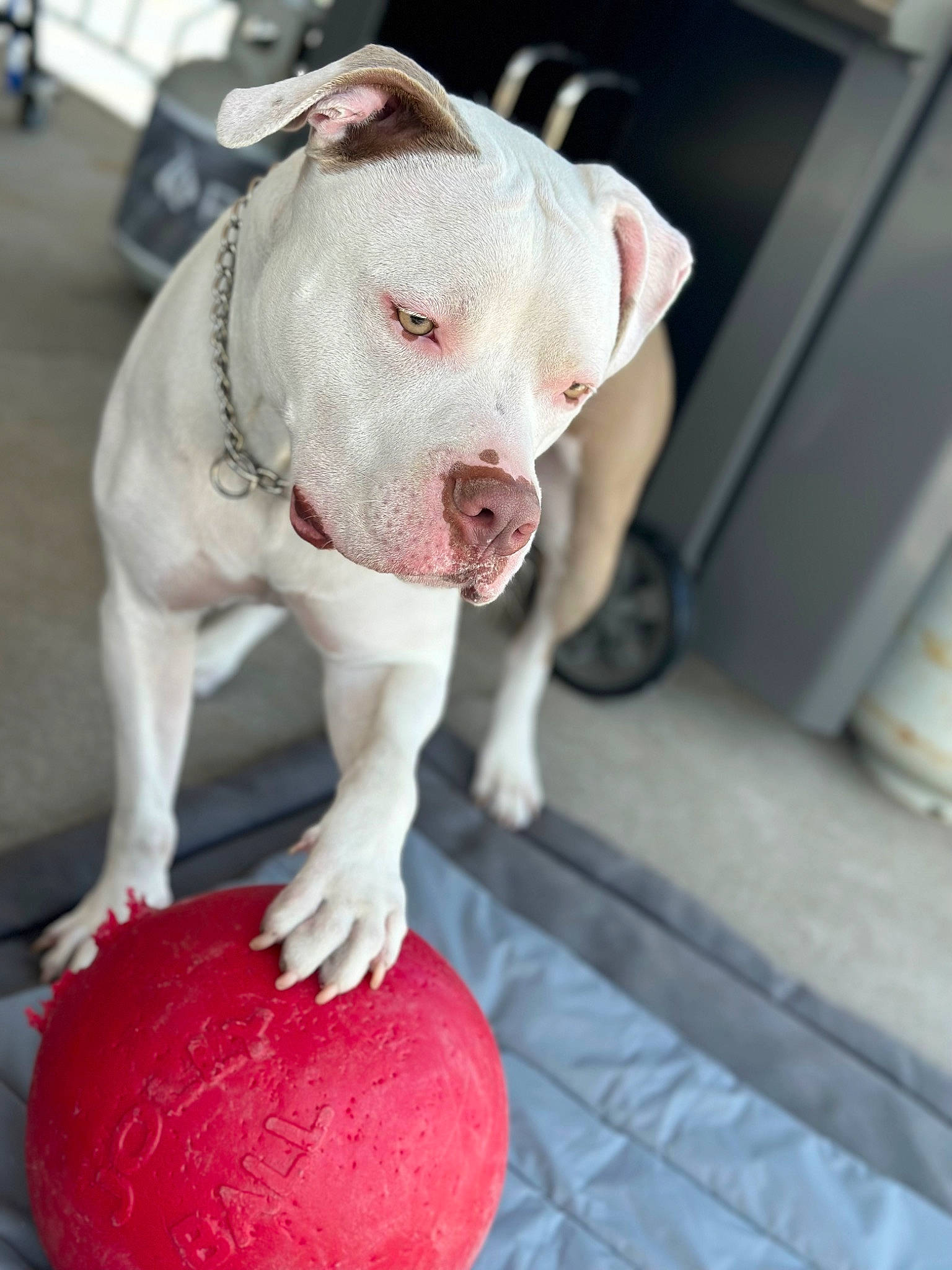 Capone is registered to the contest to win money with this photo: ball, canidae, carmine, carnivore, collar, companion_dog, cordoba_fighting_dog, dog, dog_breed, dog_collar, fawn, non_sporting_group, pet_supply, snout, sporting_group, working_animal
