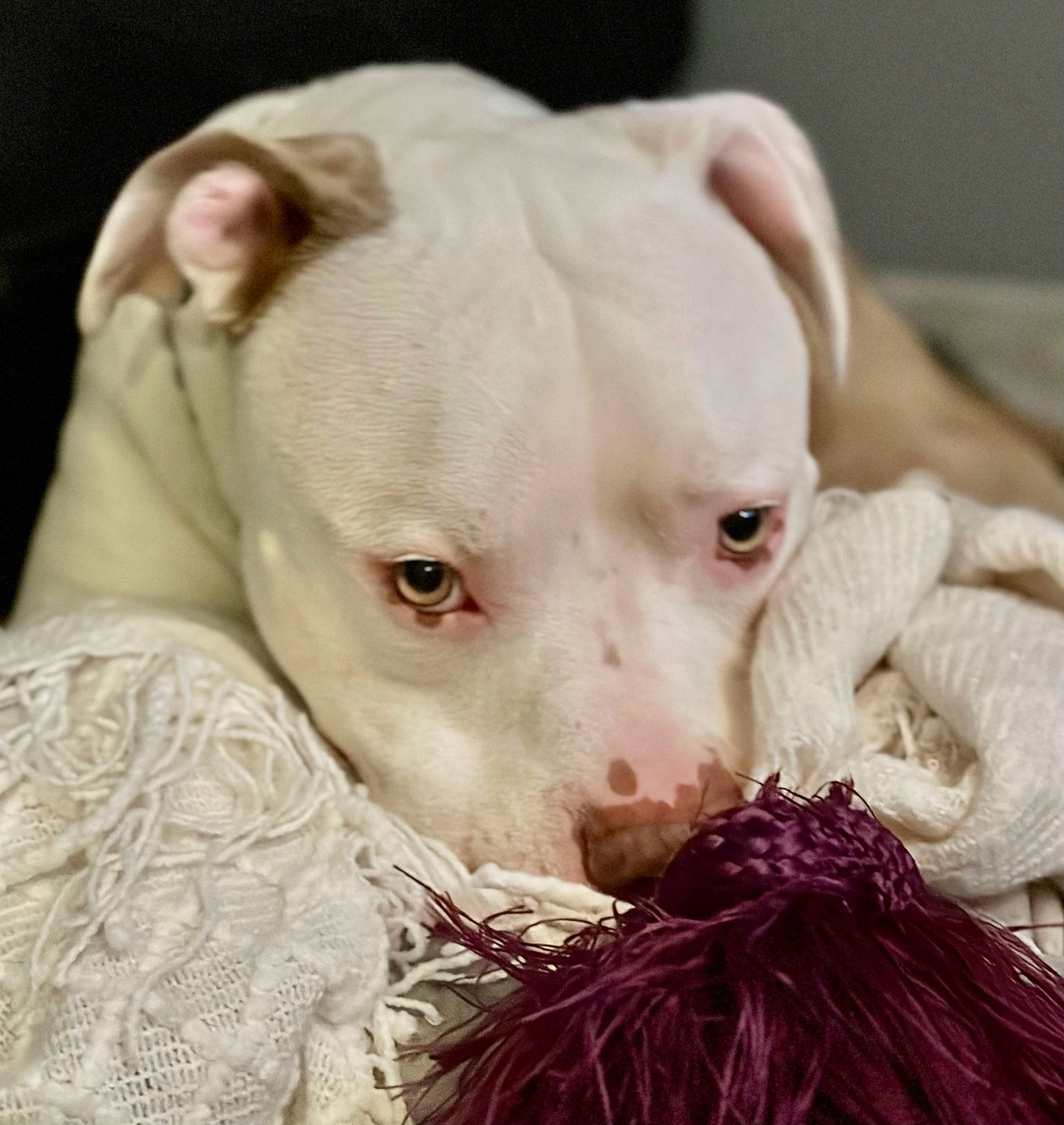 Capone joined the competition — help win amazing prizes! canidae, carnivore, close_up, comfort, companion_dog, cordoba_fighting_dog, dog, dog_breed, dogo_argentino, fawn, fur, no_expression, non_sporting_group, snout, sporting_group, terrestrial_animal, toy_dog, whiskers, working_animal, wrinkle