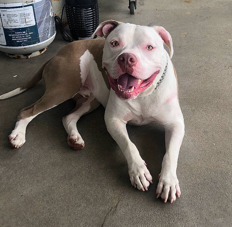 Capone is registered to the contest to win money with this photo: automotive_tire, canidae, carnivore, collar, companion_dog, dog, dog_breed, dog_collar, dogo_guatemalteco, fawn, fender, molosser, non_sporting_group, paw, pit_bull, snout, tire_care, whiskers, working_animal, working_dog