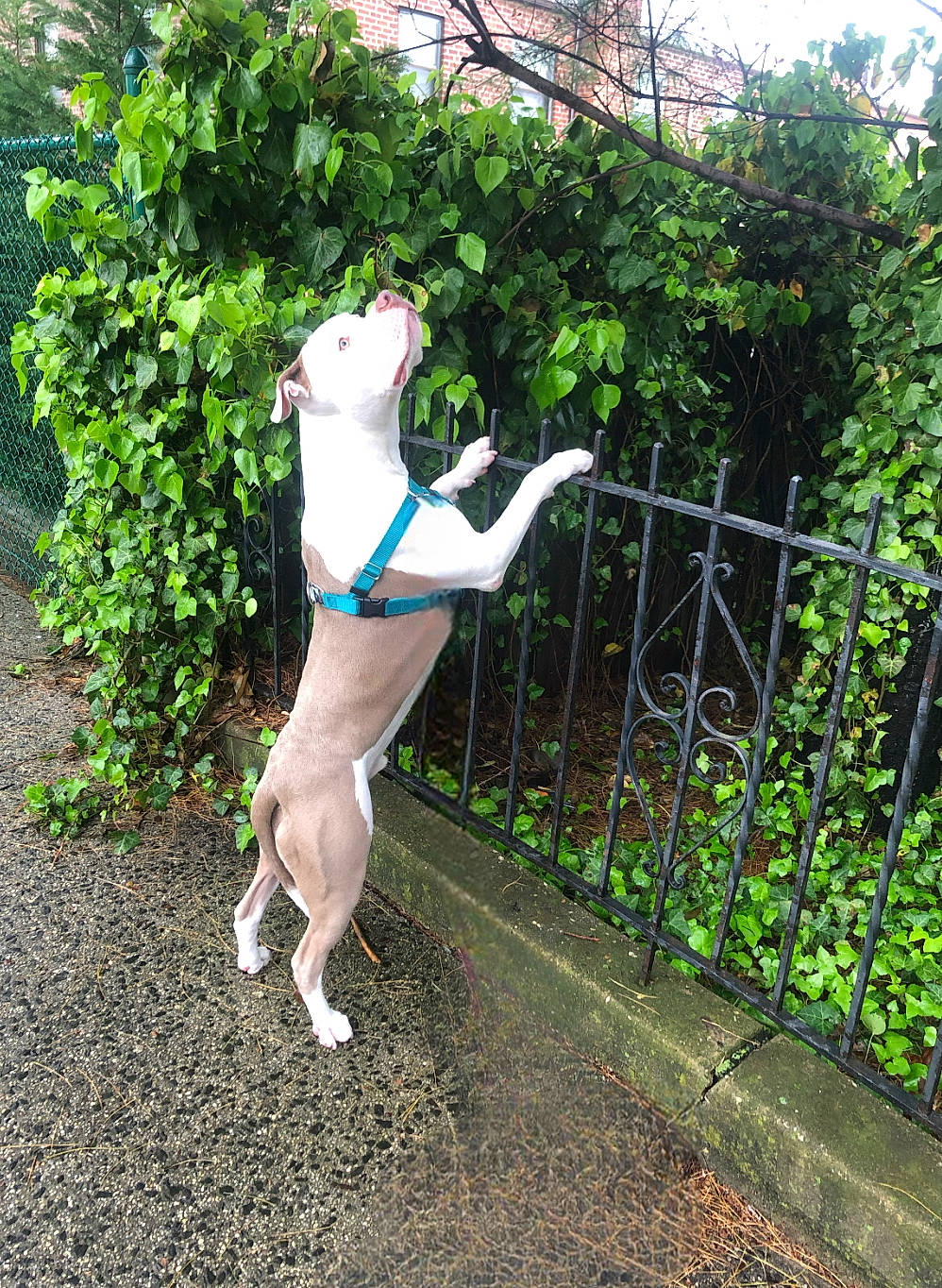 Capone joined the competition — help win amazing prizes! art, canidae, carnivore, collar, companion_dog, dog, dog_breed, dog_supply, fawn, fence, garden, grass, home_fencing, pet_supply, plant, shrub, sporting_group, tail, wire_fencing, working_animal