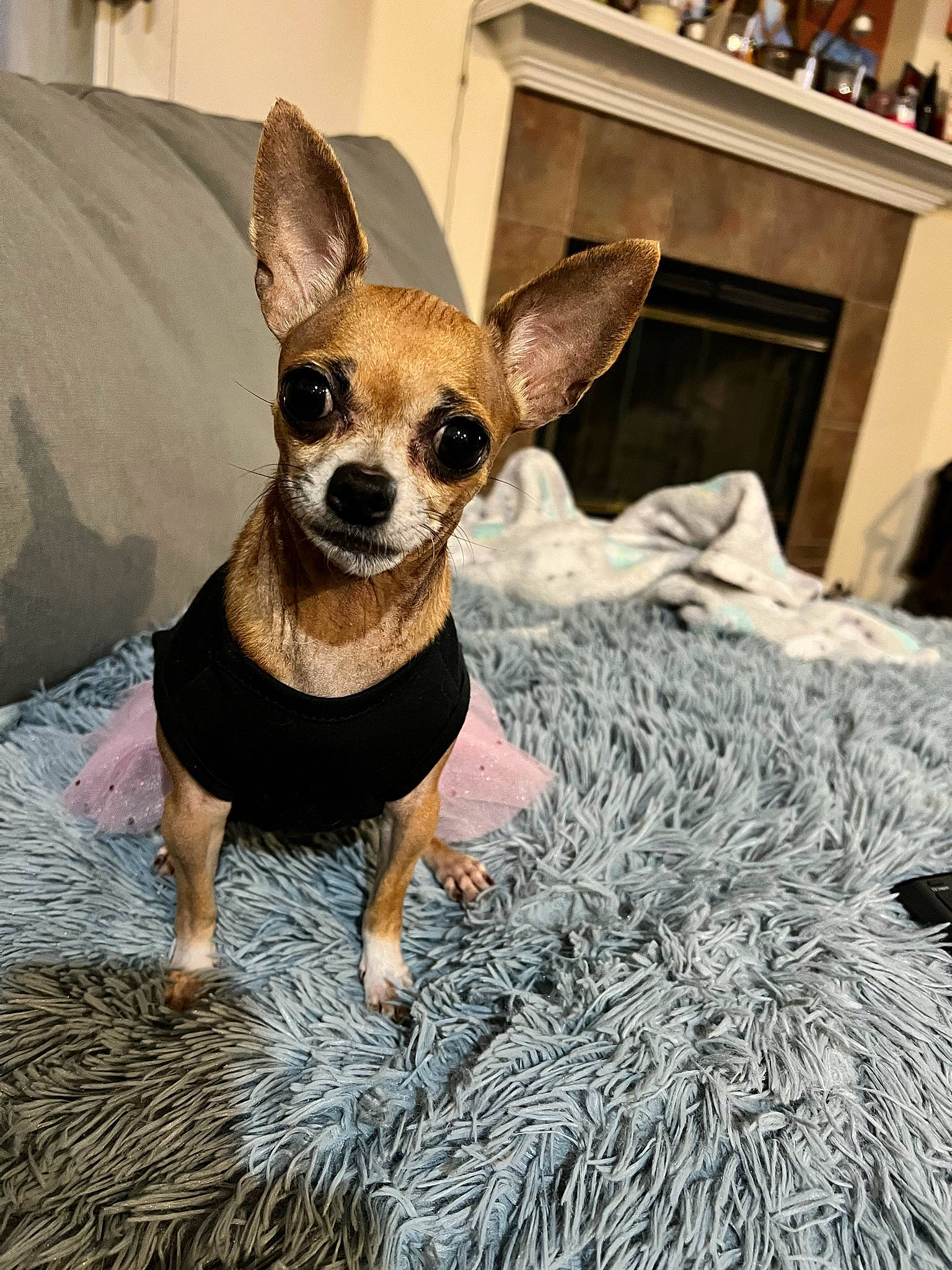 Bella joined the competition — help win amazing prizes! canidae, carnivore, chair, chihuahua, companion_dog, dog, dog_breed, dog_supply, ear, event, eyewear, fawn, fur, picture_frame, plant, snout, sunglasses, toy_dog, whiskers, working_animal