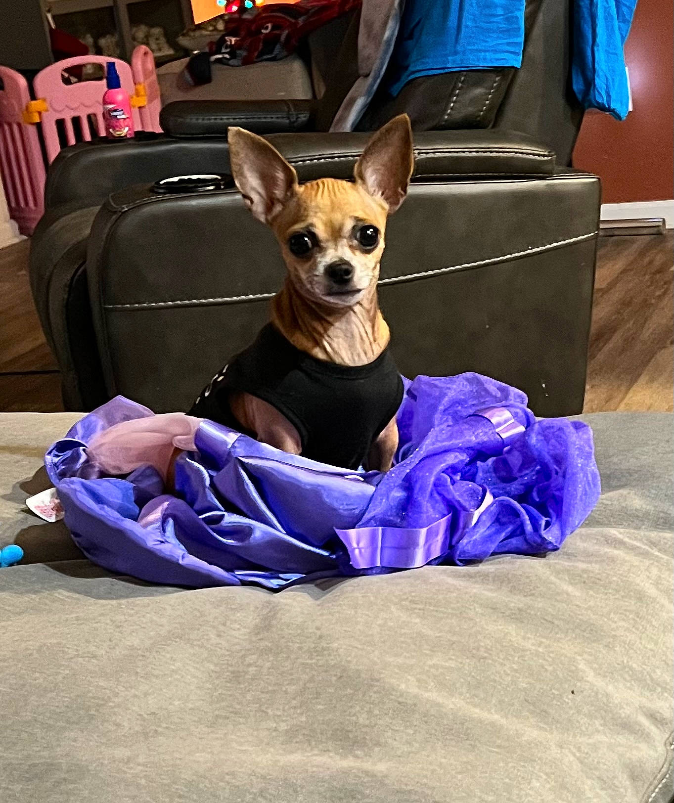 Bella joined the competition — help win amazing prizes! bag, blue, carnivore, chair, chihuahua, collar, companion_dog, couch, dog, dog_breed, dog_collar, dog_supply, electric_blue, fawn, luggage_and_bags, pet_supply, purple, sporting_group, toy_dog, working_animal