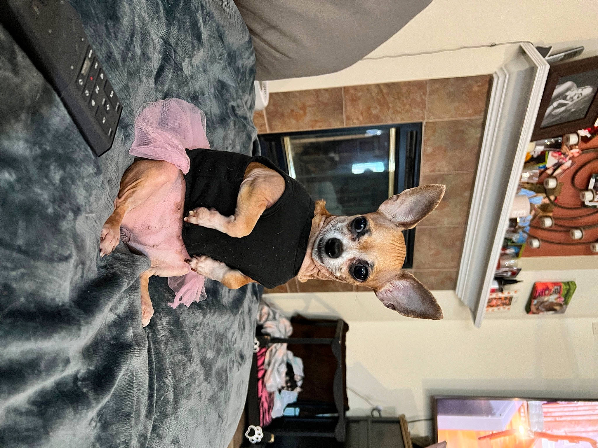 Bella joined the competition — help win amazing prizes! art, costume, event, fun, fur, picture_frame, room, stuffed_toy, toy, visual_arts, window