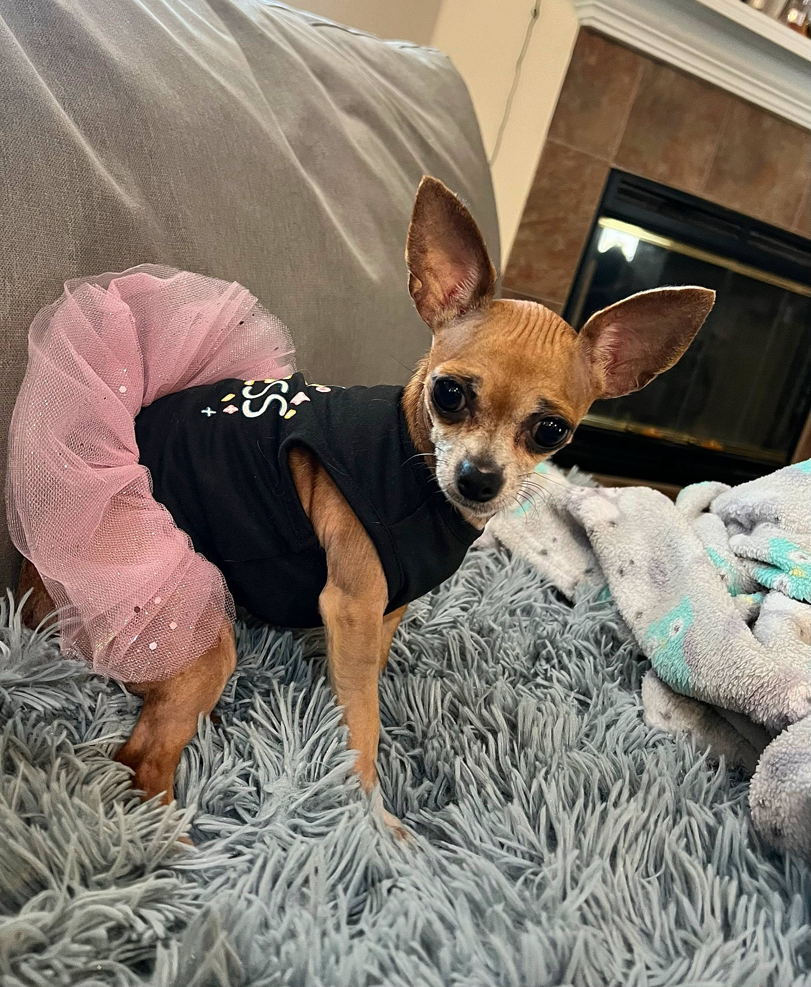 Bella joined the competition — help win amazing prizes! canidae, carnivore, chair, chihuahua, comfort, companion_dog, dog, dog_breed, dog_clothes, dog_supply, fawn, fur, hat, sitting, snout, sporting_group, sunglasses, toy_dog, whiskers, working_animal