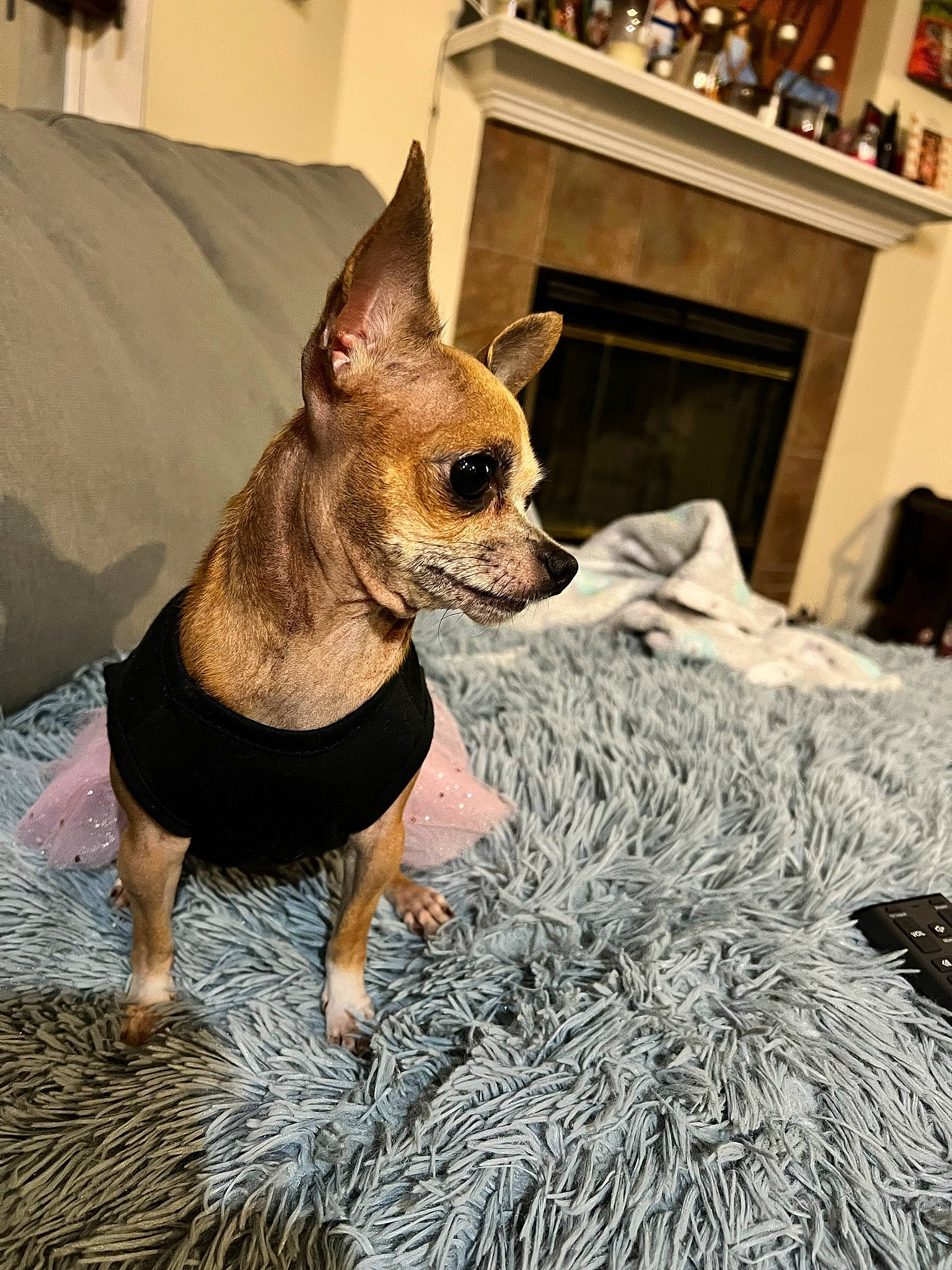 Bella joined the competition — help win amazing prizes! canidae, carnivore, chihuahua, companion_dog, dog, dog_breed, dog_clothes, dog_supply, event, fawn, fur, picture_frame, prazsky_krysarik, shelf, sporting_group, tail, terrestrial_animal, toy_dog, whiskers, working_animal