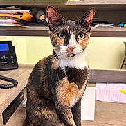 Luna joined the competition — help win amazing prizes! cat, tortoiseshell, pet, animal, indoor, desk, office, papers, shelf, telephone, curious, whiskers, ears, fur, closeup, domestic_cat, feline, looking, seated, workspace