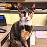 cat, tortoiseshell, pet, animal, indoor, desk, office, papers, shelf, telephone, curious, whiskers, ears, fur, closeup, domestic_cat, feline, looking, seated, workspace