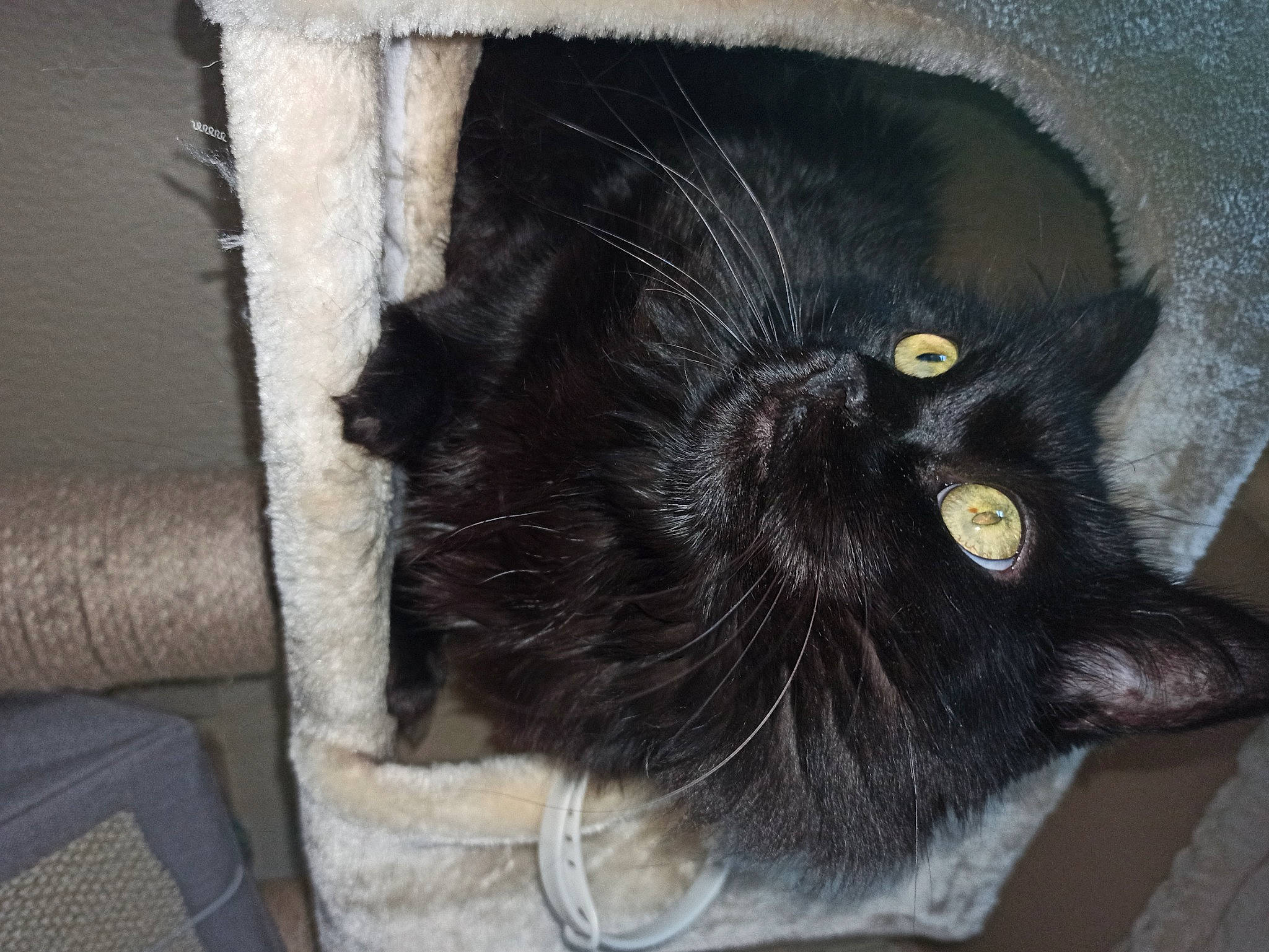 Pipa participe au concours pour gagner de l'argent avec cette photo : art, black_cat, bombay, carnivore, cat, claw, domestic_short_haired_cat, fashion_accessory, felidae, fur, liver, mammal, sculpture, small_to_medium_sized_cats, snout, tail, terrestrial_animal, whiskers, window