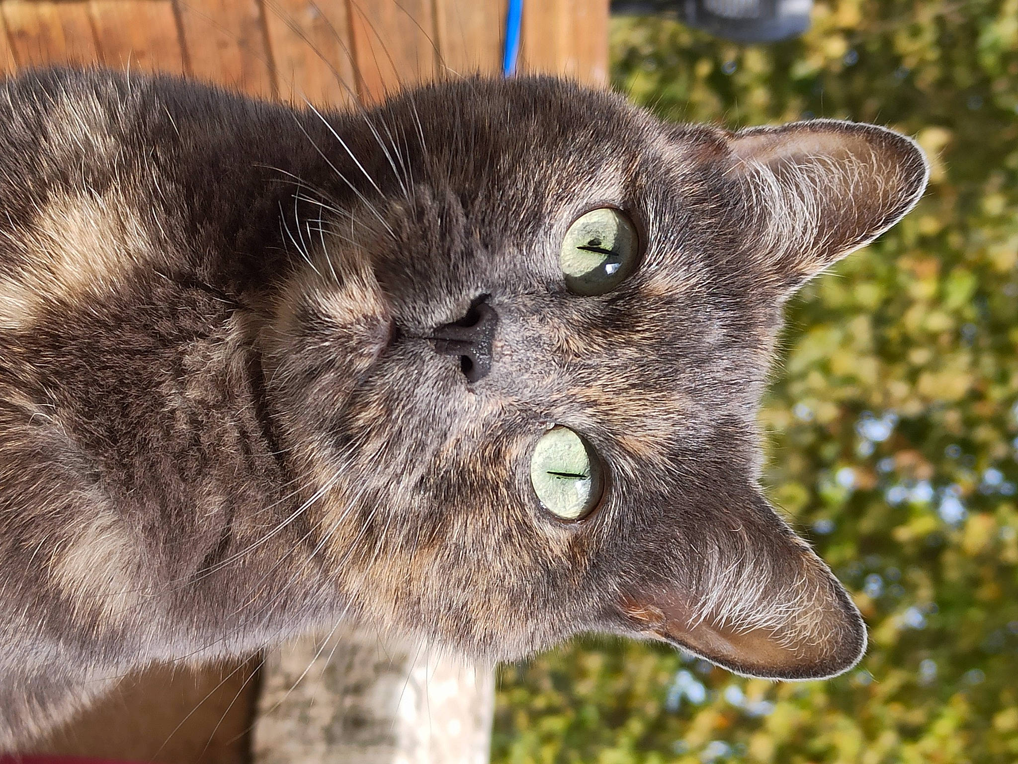 Zade a rejoint le concours — aidez-le/la à gagner de superbes lots ! canidae, carnivore, cat, close_up, dog_breed, domestic_short_haired_cat, fang, felidae, fur, lynx, plant, small_to_medium_sized_cats, snout, tail, terrestrial_animal, whiskers, wildlife