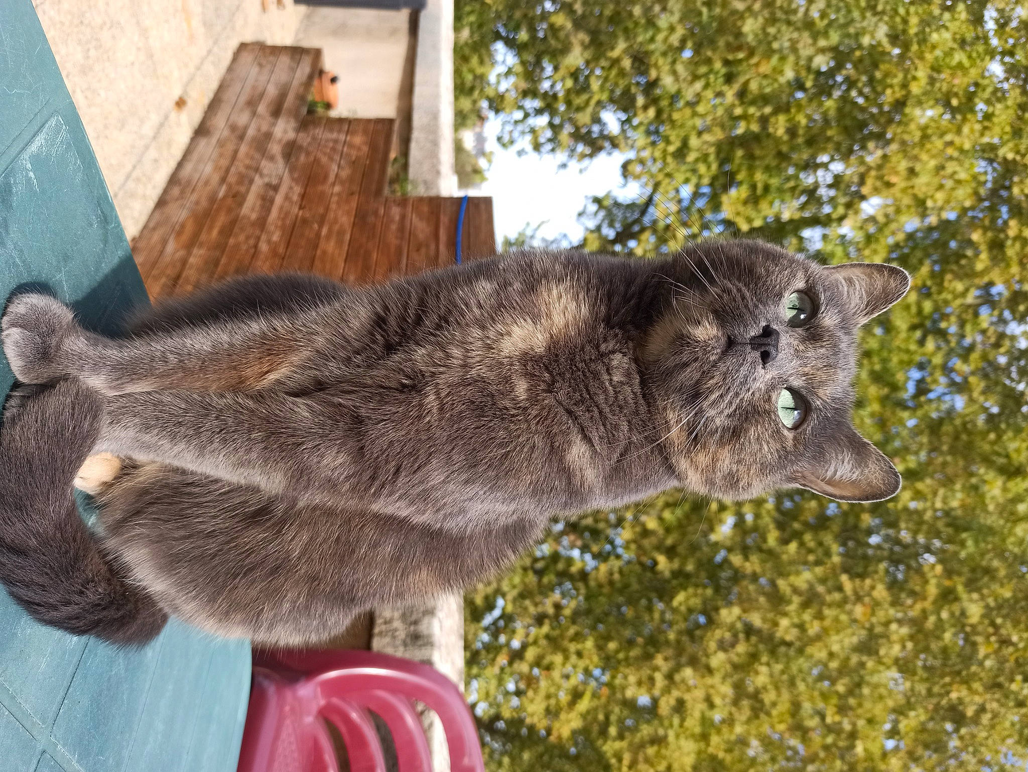 Zade a rejoint le concours — aidez-le/la à gagner de superbes lots ! canidae, carnivore, dog_breed, domestic_short_haired_cat, fawn, felidae, fur, mammal, plant, small_to_medium_sized_cats, snout, terrestrial_animal, tree, vertebrate, whiskers, window, wood, working_animal