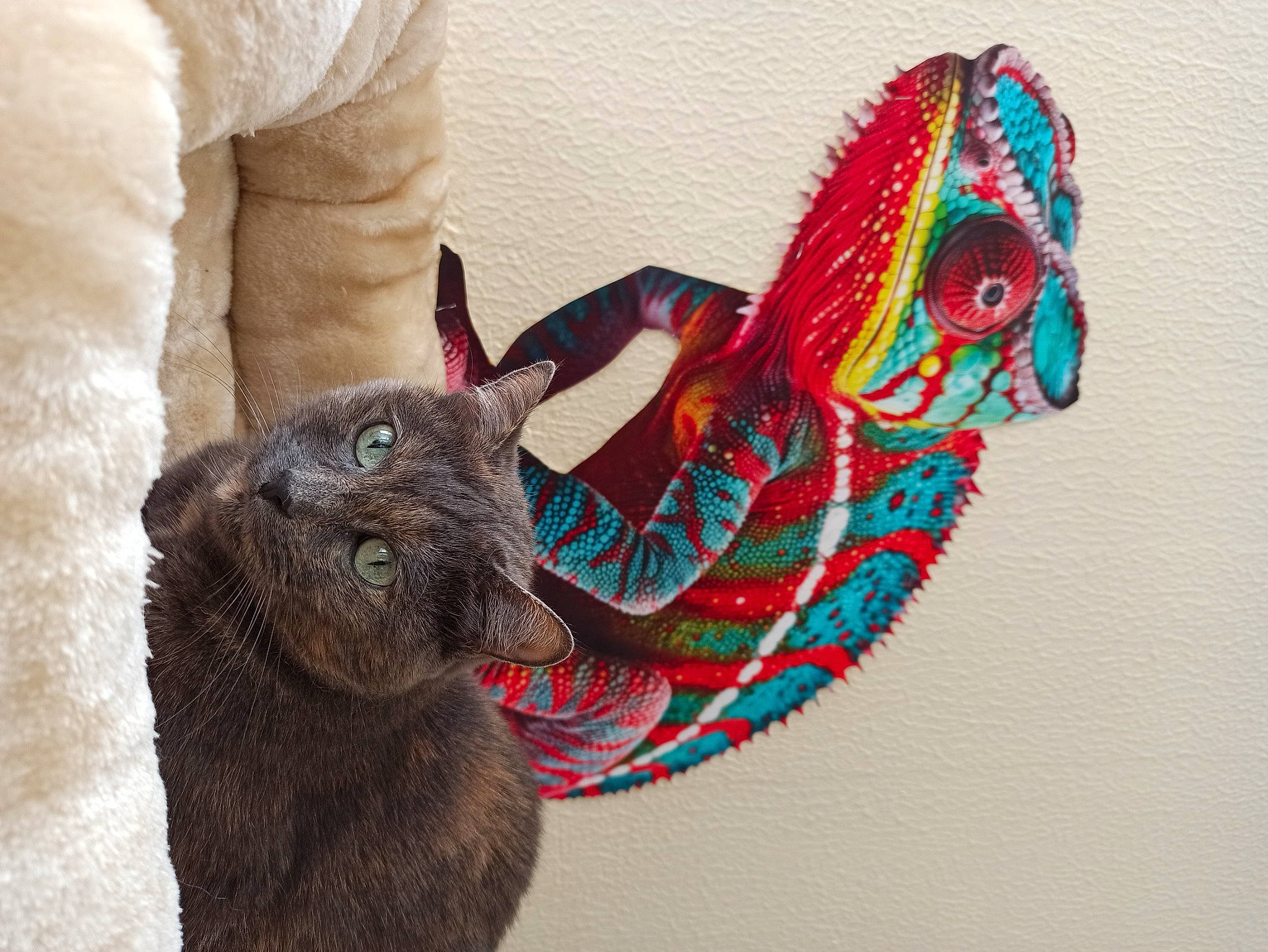 Zade a rejoint le concours — aidez-le/la à gagner de superbes lots ! art, carnivore, cat, creative_arts, domestic_short_haired_cat, fawn, felidae, fur, magenta, pattern, phasianidae, small_to_medium_sized_cats, tail, terrestrial_animal, textile, toy, visual_arts, whiskers, wool, working_animal