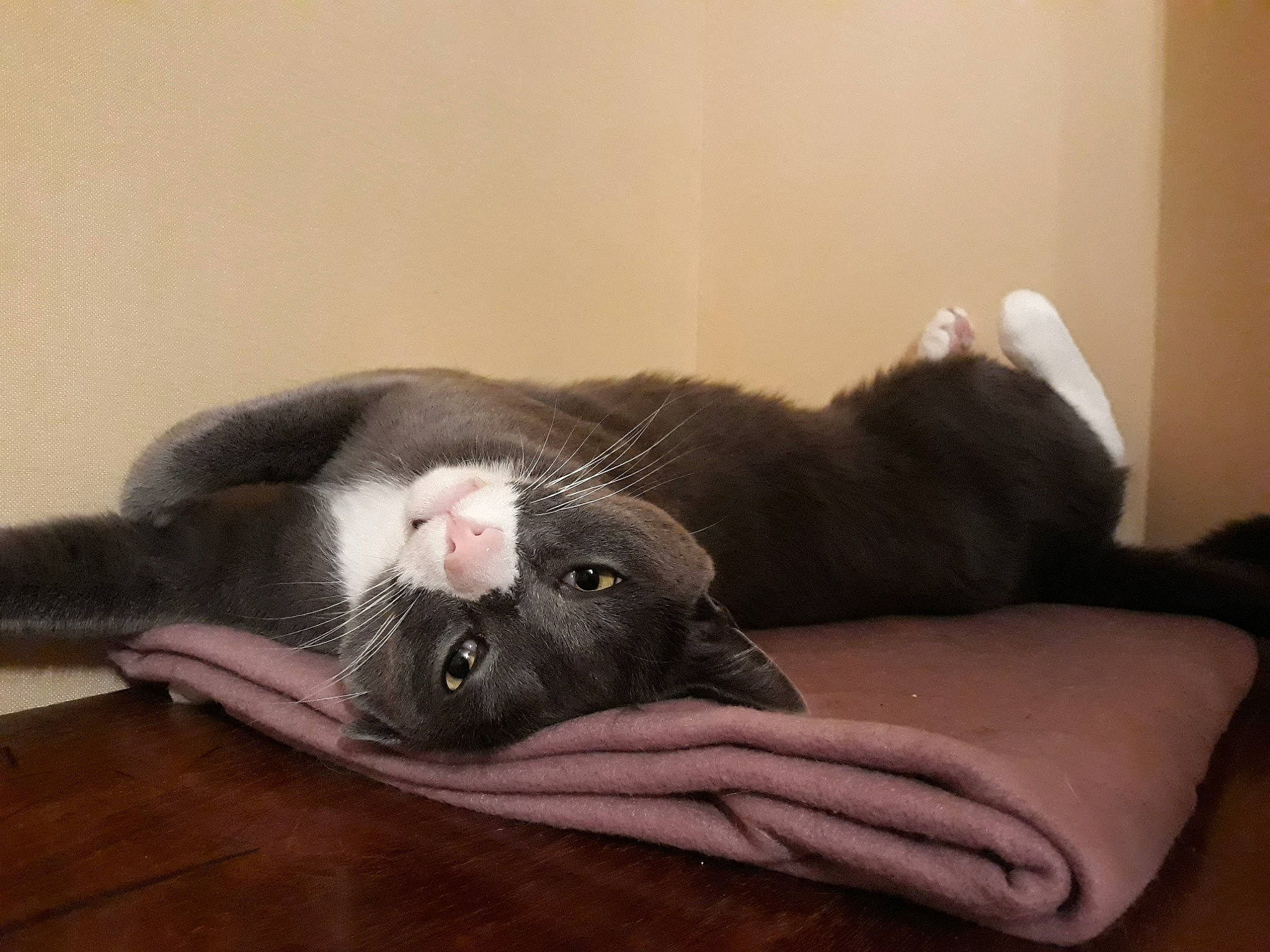 Patate a rejoint le concours — aidez-le/la à gagner de superbes lots ! carnivore, cat, claw, comfort, domestic_short_haired_cat, ear, felidae, fur, hardwood, paw, small_to_medium_sized_cats, snout, sporting_group, tail, whiskers, wood