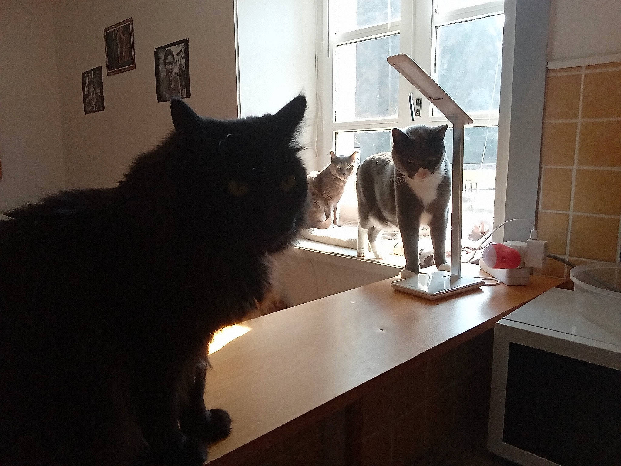 Patate a rejoint le concours — aidez-le/la à gagner de superbes lots ! carnivore, cat, cat_supply, comfort, domestic_short_haired_cat, felidae, floor, flooring, fur, grey, hardwood, kitchen, mammal, room, small_to_medium_sized_cats, table, tail, whiskers, window, wood