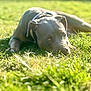 animal, calm, canine, closeup, collar, daylight, dog, field, grass, greenery, lying_down, mammal, nature, outdoor, peaceful, pet, relaxed, resting, summer, sunlight