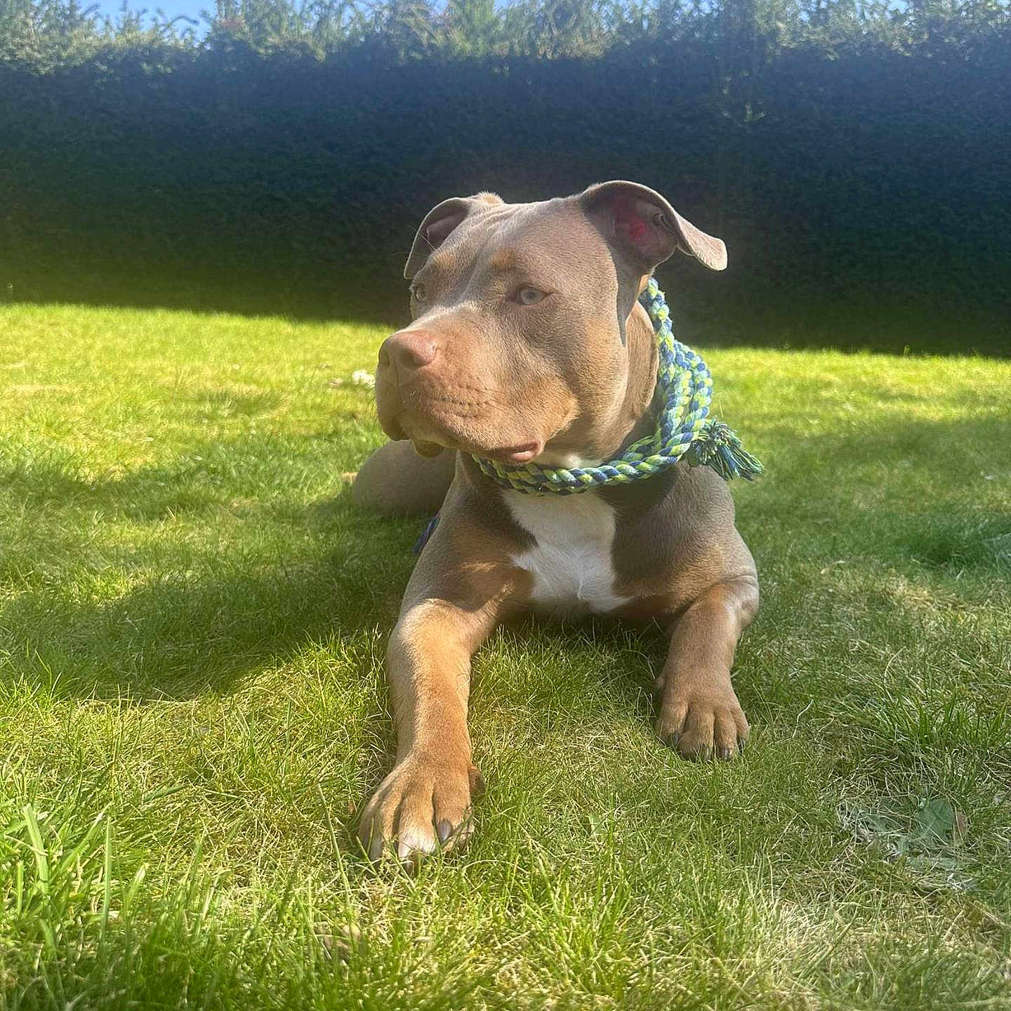 Nala participe au concours pour gagner de l'argent avec cette photo : animal, brown, canine, collar, daytime, dog, domestic, garden, grass, green, lawn, mammal, nature, outdoor, pet, quiet, relaxed, resting, summer, sunlight