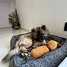 dog, puppy, fluffy, pet, animal, lying_down, dog_bed, pet_bed, toy, chew_toy, squeaky_toy, indoors, living_room, home, floor, tile, plant, modern_interior, cozy, portrait