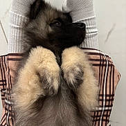Blue a rejoint le concours — aidez-le/la à gagner de superbes lots ! dog, puppy, fluffy, long_hair, paws, upside_down, portrait, indoor, plaid, clothing, fur, black_and_tan, cute, funny, playful, pet, animal, close_up, cozy, humorous