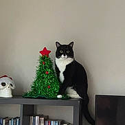 Cat joined the competition — help win amazing prizes! books, bookshelf, cat, christmas_tree, curious, decor, furniture, holiday_decor, indoor, ornament, pet, photo_frame, portrait, shelf, sitting, skull, star, tail, tinsel, tuxedo_cat