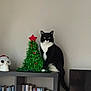 books, bookshelf, cat, christmas_tree, curious, decor, furniture, holiday_decor, indoor, ornament, pet, photo_frame, portrait, shelf, sitting, skull, star, tail, tinsel, tuxedo_cat