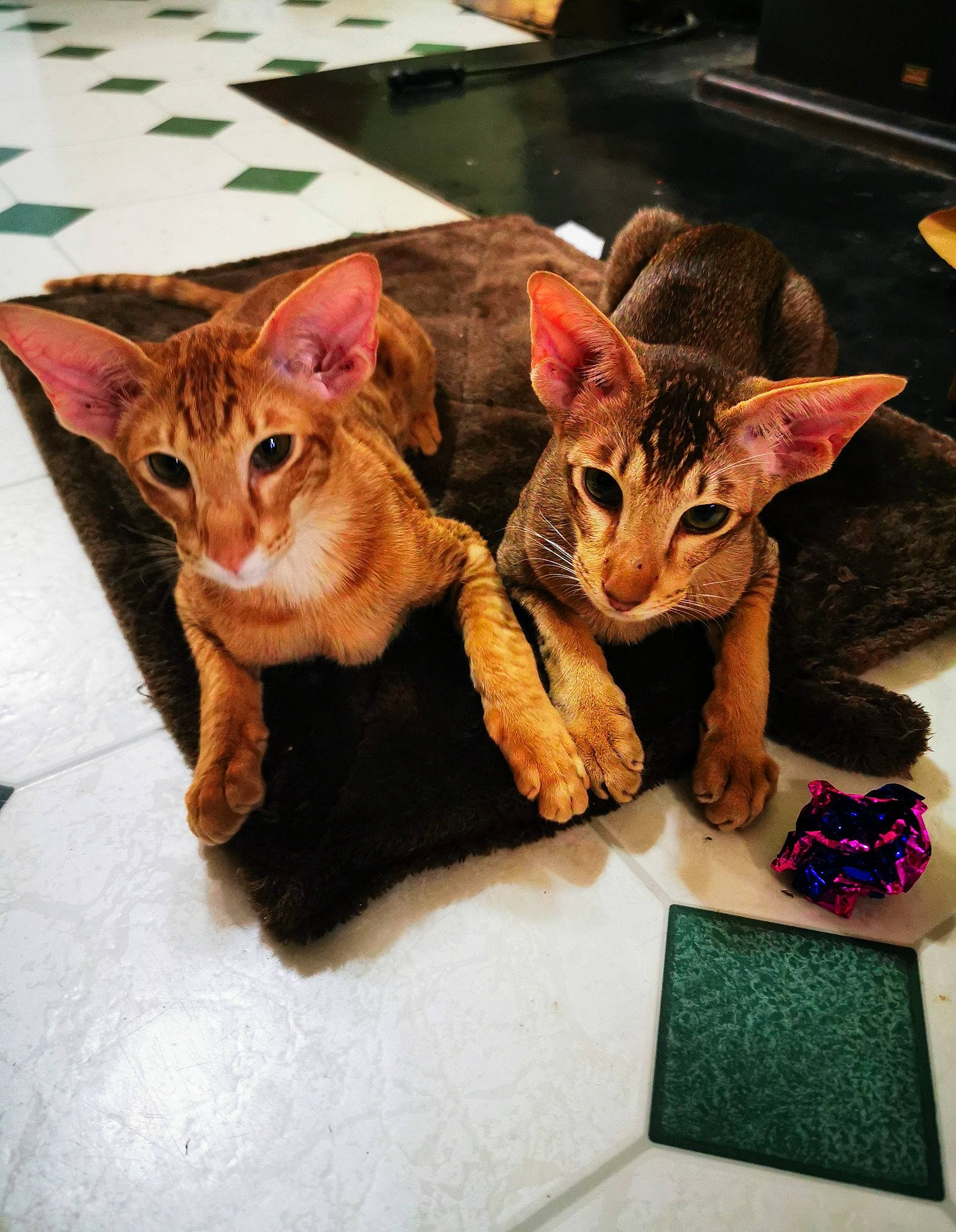 Rocket And Drax joined the competition — help win amazing prizes! carnivore, cat, computer_keyboard, domestic_short_haired_cat, fashion_accessory, fawn, felidae, fur, paw, small_to_medium_sized_cats, square, tail, toy, visual_arts, whiskers