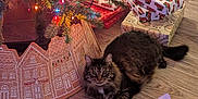 Lucky is registered to the contest to win money with this photo: animal, cat, christmas_lights, christmas_tree, cozy, curious, decorations, feline, festive, floor, gift_wrap, holiday, holiday_season, indoor, pet, presents, relaxed, tabby_cat, tree_skirt, wood_floor