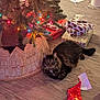 animal, cat, christmas_lights, christmas_tree, cozy, curious, decorations, feline, festive, floor, gift_wrap, holiday, holiday_season, indoor, pet, presents, relaxed, tabby_cat, tree_skirt, wood_floor