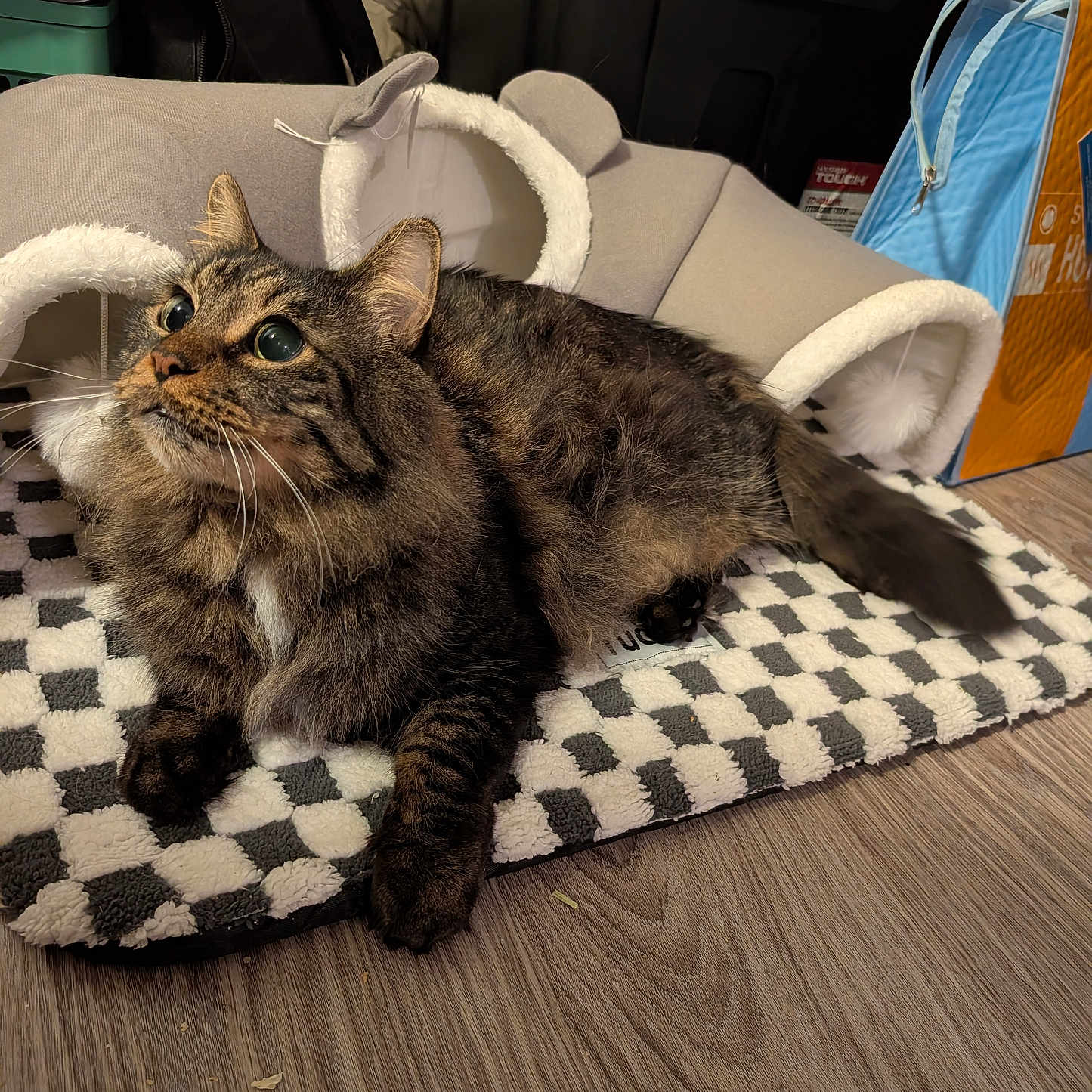 Lucky joined the competition — help win amazing prizes! alert, cat, cozy, domestic, ears, eyes, feline, floor, fur, household, indoor, mammal, mat, pet, resting, tabby, tail, toy, tunnel, whiskers