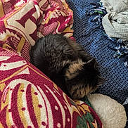 Lucky is registered to the contest to win money with this photo: cat, tabby, blanket, bed, cozy, fur, sleeping, indoor, soft, pattern, striped, resting, pet, comfort, domestic, feline, warm, textile, pile, relaxation