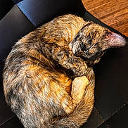 Hazel joined the competition — help win amazing prizes! animal, black, cat, chair, cozy, curled_up, cute, domestic_animal, fur, indoor, leather, nap, peaceful, pet, relaxed, resting, sleeping, tail, tortoiseshell, whiskers