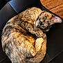 animal, black, cat, chair, cozy, curled_up, cute, domestic_animal, fur, indoor, leather, nap, peaceful, pet, relaxed, resting, sleeping, tail, tortoiseshell, whiskers