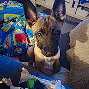 Marley a rejoint le concours — aidez-le/la à gagner de superbes lots ! puppy, dog, indoor, blanket, furniture, ears, cute, pet, animal, floor, looking_up, cozy, colorful, soft, young, canine, companion, attention, domestic, adorable