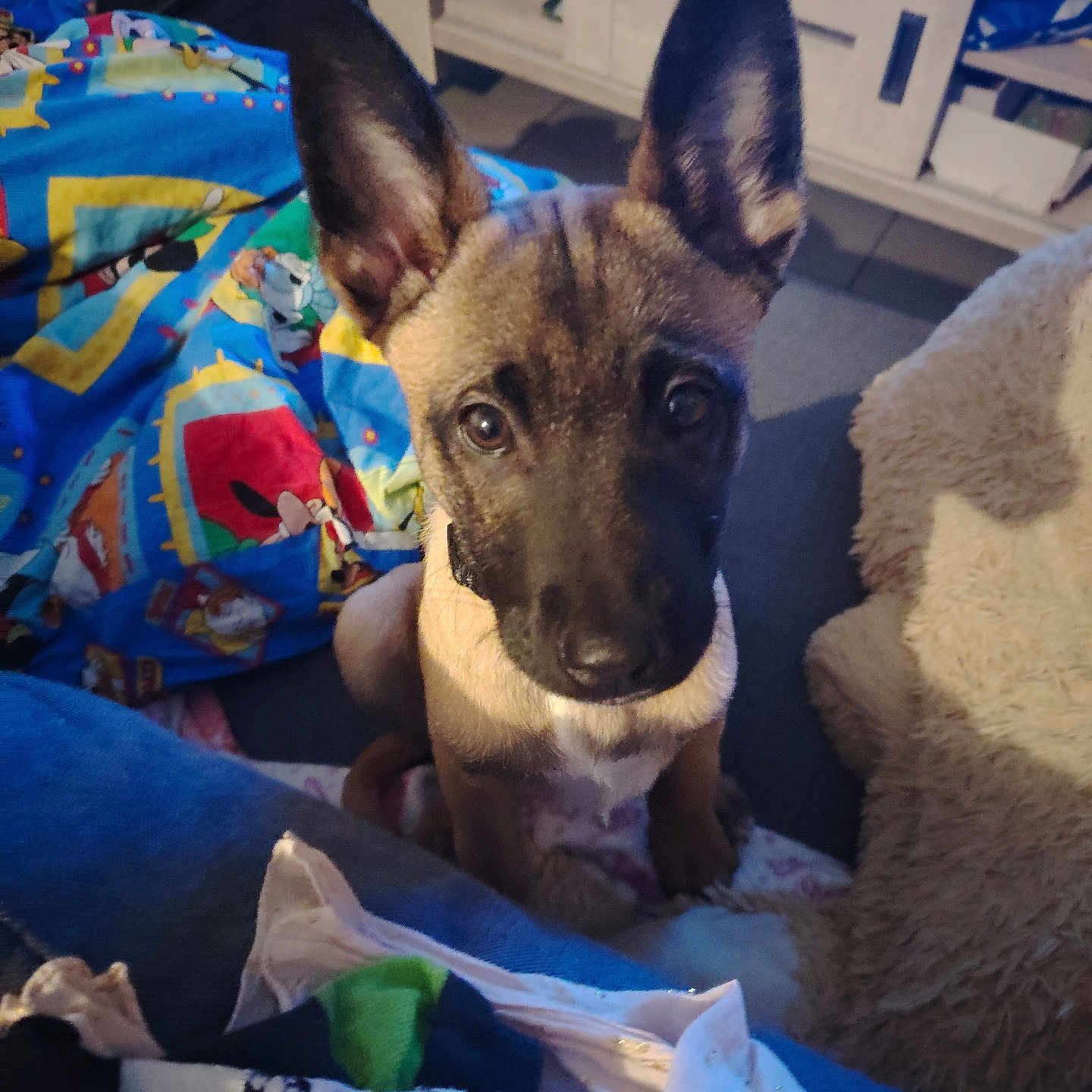 Marley a rejoint le concours — aidez-le/la à gagner de superbes lots ! adorable, animal, attention, blanket, canine, colorful, companion, cozy, cute, dog, domestic, ears, floor, furniture, indoor, looking_up, pet, puppy, soft, young