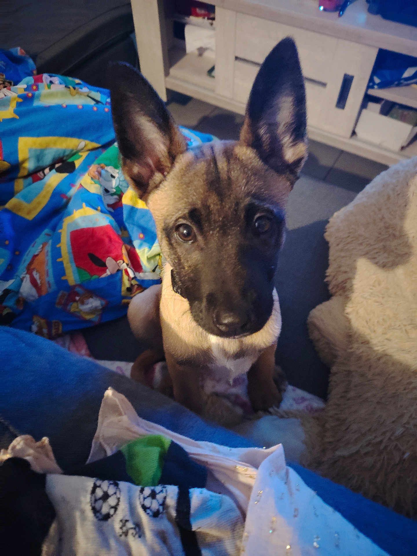 Marley a rejoint le concours — aidez-le/la à gagner de superbes lots ! puppy, dog, indoor, blanket, furniture, ears, cute, pet, animal, floor, looking_up, cozy, colorful, soft, young, canine, companion, attention, domestic, adorable