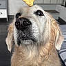 animal, background, close_up, cute, dog, ears, eyes, floor, fur, furniture, golden_retriever, hand, human_interaction, indoor, looking_up, nostrils, pet, snout, treat, waiting