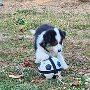 Sam a rejoint le concours — aidez-le/la à gagner de superbes lots ! puppy, dog, ball, grass, outdoor, play, animal, pet, black_and_white, young, cute, nature, field, small, fur, energetic, toy, summer, leaf, ground