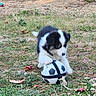 puppy, dog, ball, grass, outdoor, play, animal, pet, black_and_white, young, cute, nature, field, small, fur, energetic, toy, summer, leaf, ground